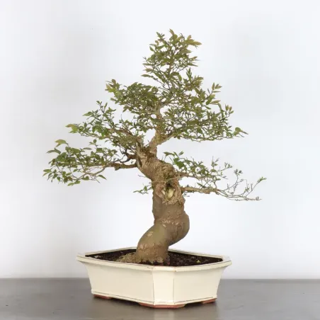 image supplémentaire - MICOCOULIER "CELTIS...