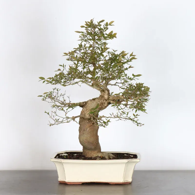 HACKBERRY "CELTIS AUSTRALIS" 1-2