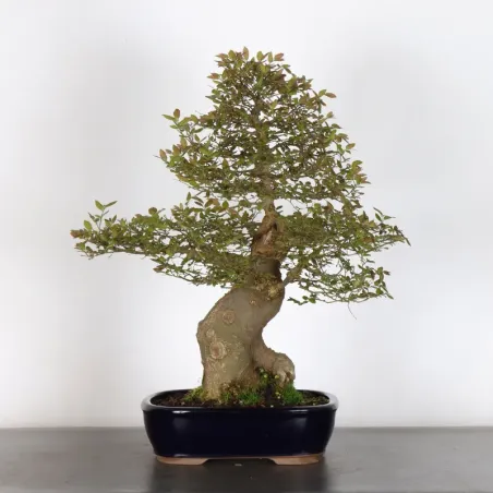 MICOCOULIER "CELTIS AUSTRALIS" 1-4