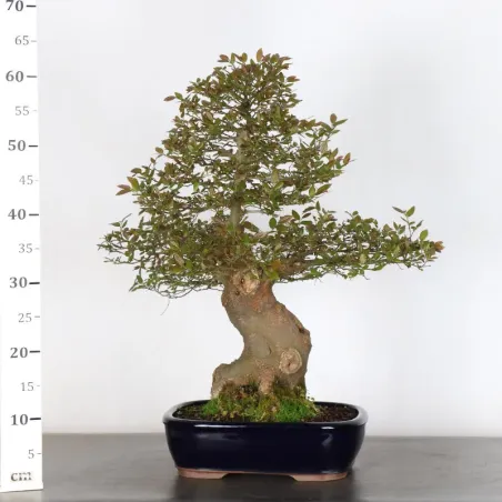 image supplémentaire - HACKBERRY "CELTIS...