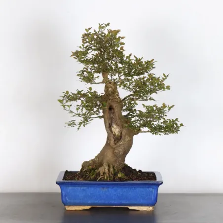 MICOCOULIER "CELTIS AUSTRALIS" 1-5