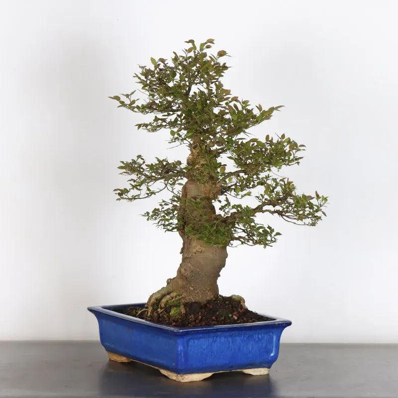 image supplémentaire - MICOCOULIER "CELTIS...