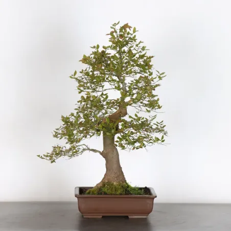 HACKBERRY "CELTIS AUSTRALIS" 1-6