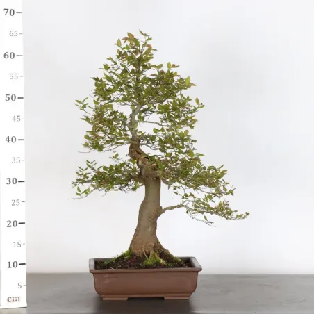 image supplémentaire - HACKBERRY "CELTIS...