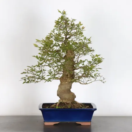 HACKBERRY "CELTIS AUSTRALIS" 1-7