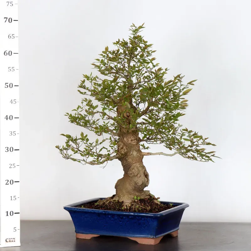 image supplémentaire - MICOCOULIER "CELTIS...