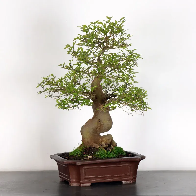 HACKBERRY "CELTIS AUSTRALIS" 1-8