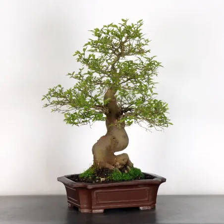 MICOCOULIER "CELTIS AUSTRALIS" 1-8