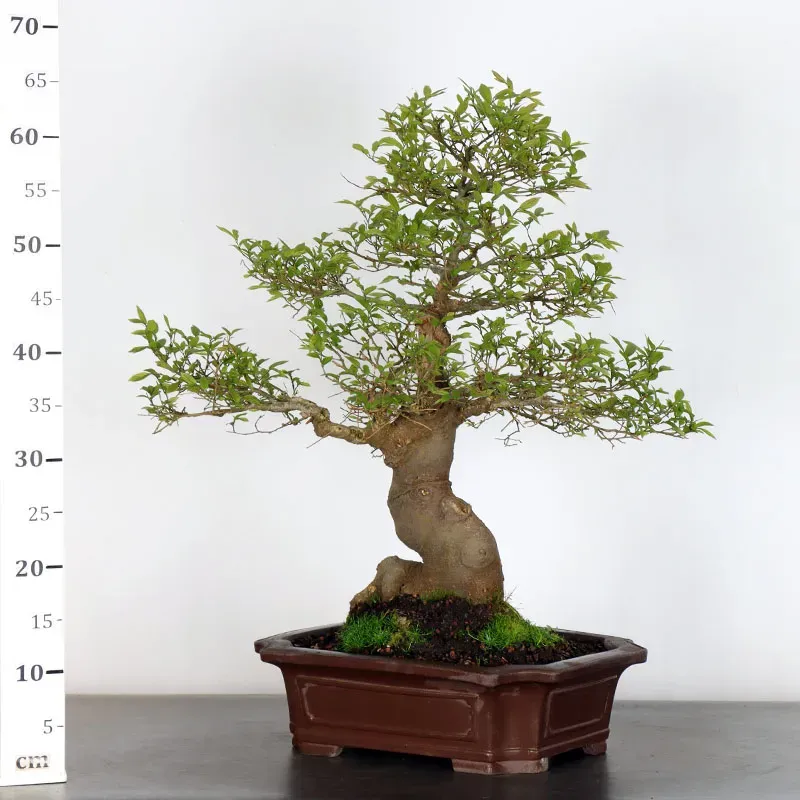 image supplémentaire - HACKBERRY "CELTIS...