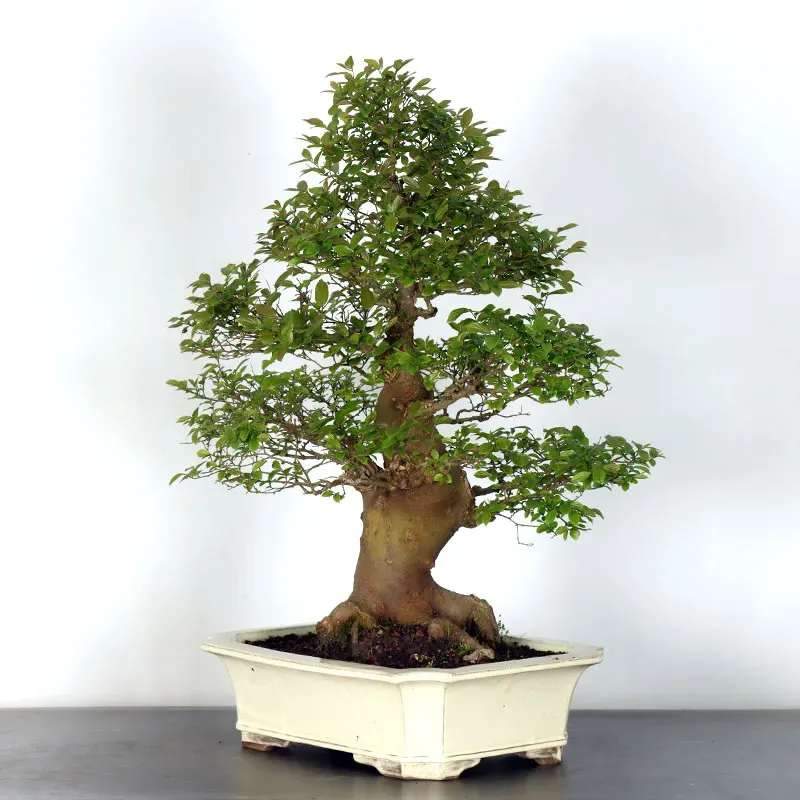 image supplémentaire - HACKBERRY "CELTIS...