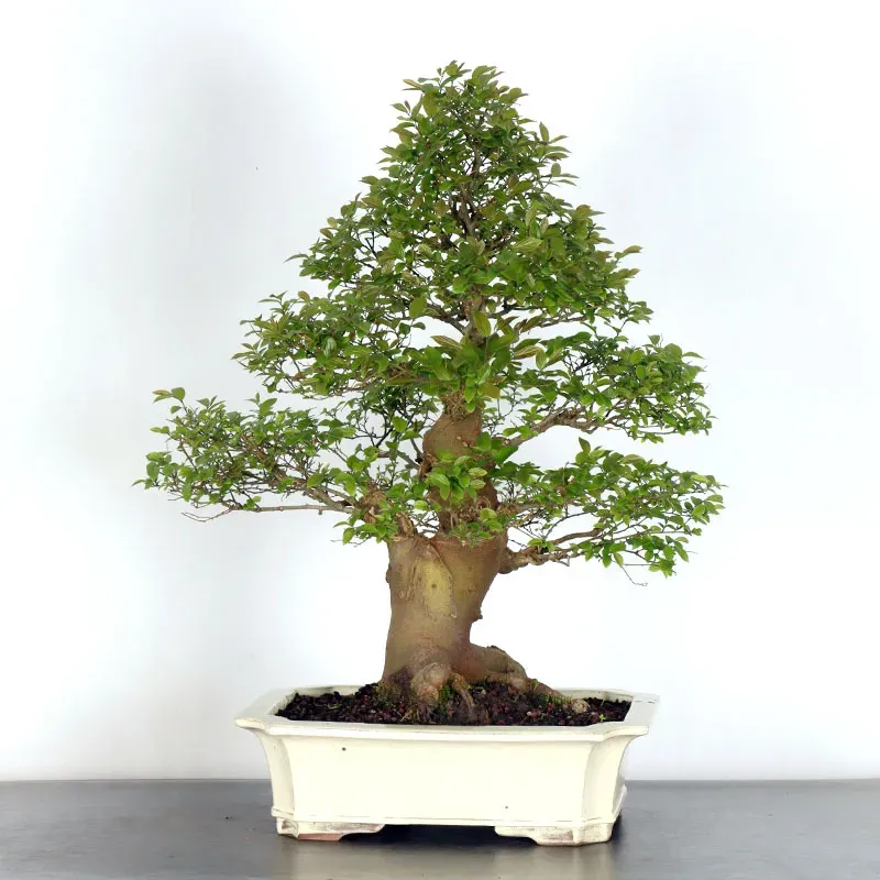 MICOCOULIER "CELTIS AUSTRALIS" 1-9