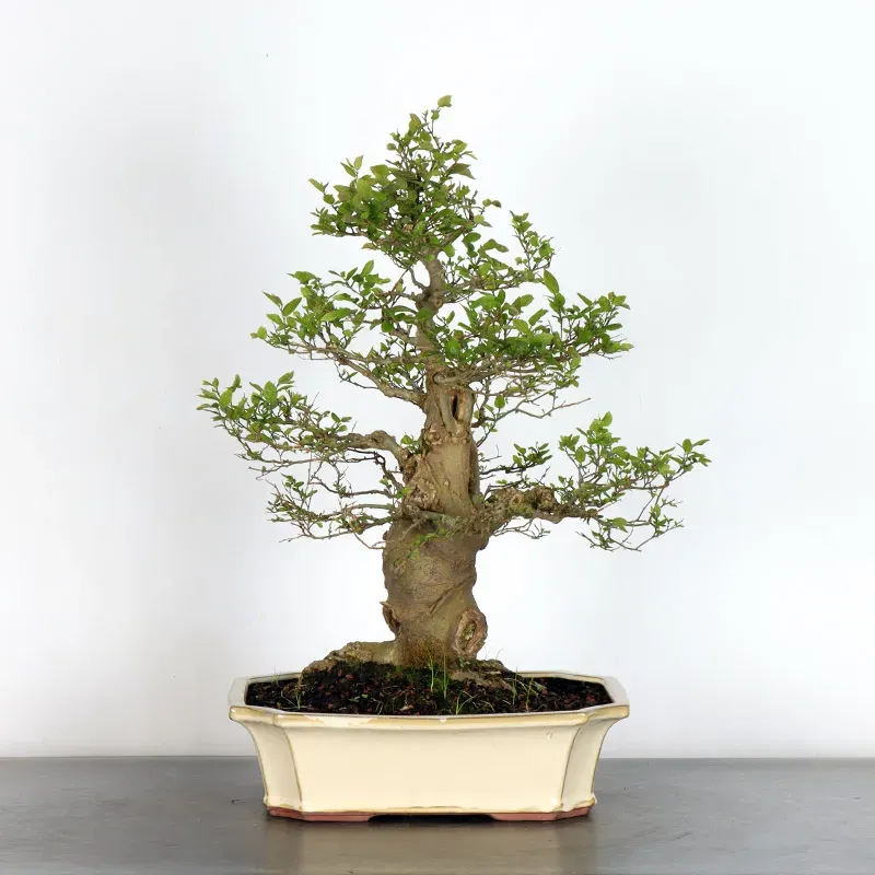 MICOCOULIER "CELTIS AUSTRALIS" 1-10