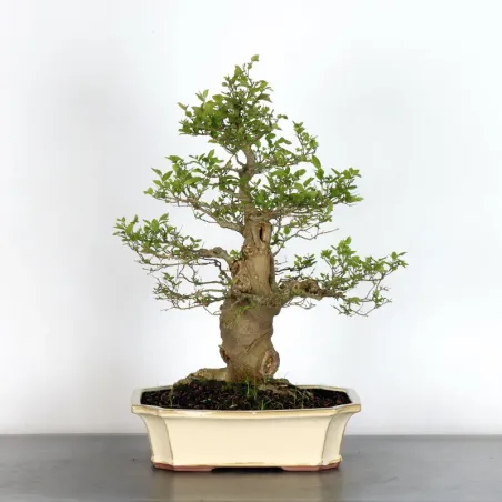 MICOCOULIER "CELTIS AUSTRALIS" 1-10