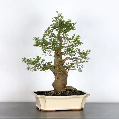 image supplémentaire - HACKBERRY "CELTIS...