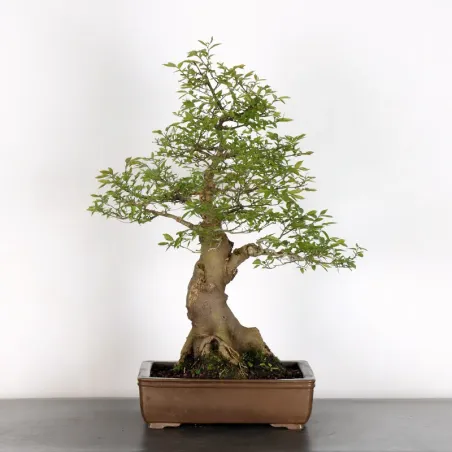 HACKBERRY "CELTIS AUSTRALIS" 1-11