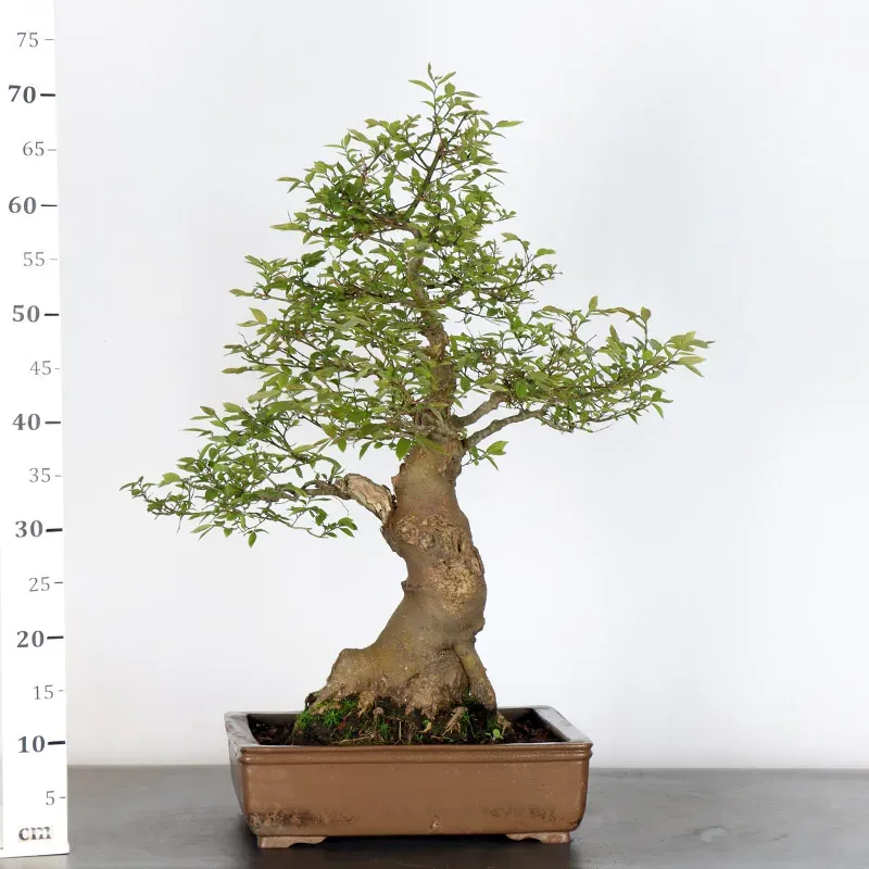 image supplémentaire - MICOCOULIER "CELTIS...