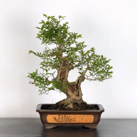 HACKBERRY "CELTIS AUSTRALIS" 1-12 (cracked pot)
