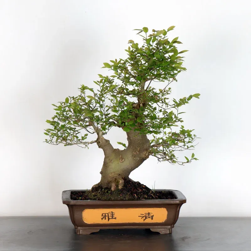 image supplémentaire - MICOCOULIER "CELTIS...