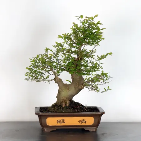 image supplémentaire - MICOCOULIER "CELTIS...