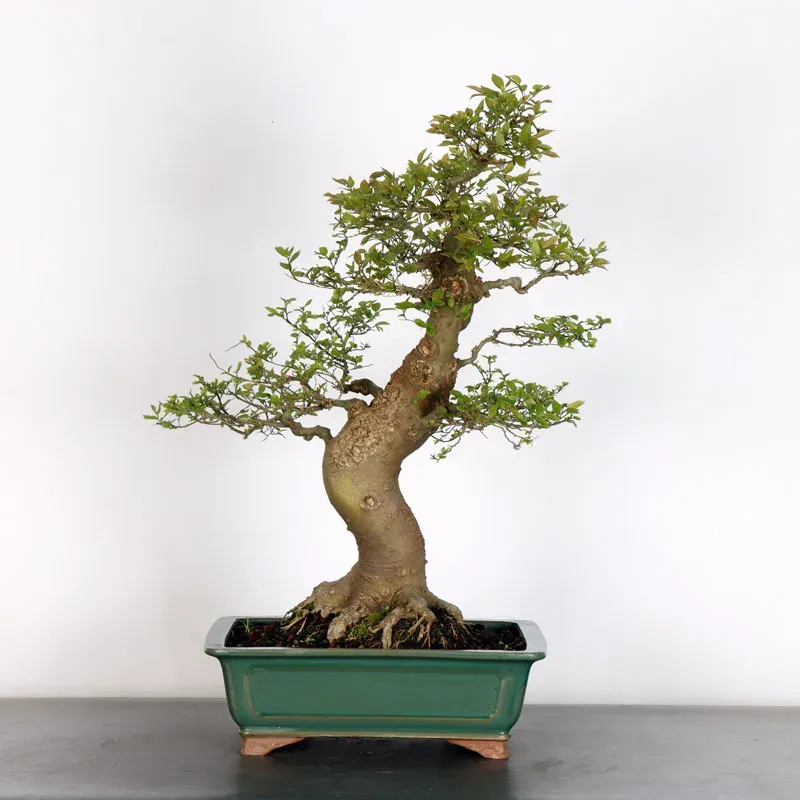 HACKBERRY "CELTIS AUSTRALIS" 1-13 (cracked pot)