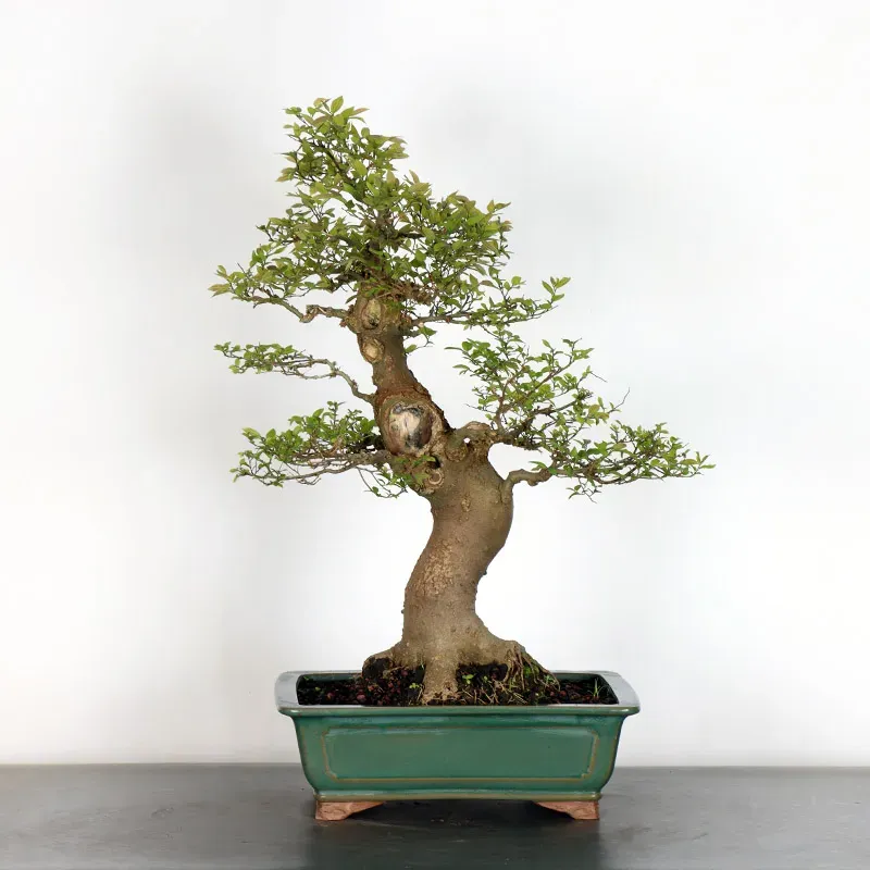 image supplémentaire - HACKBERRY "CELTIS...