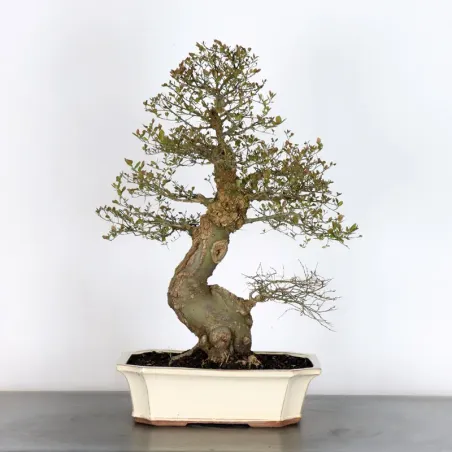 HACKBERRY "CELTIS AUSTRALIS" 1-14