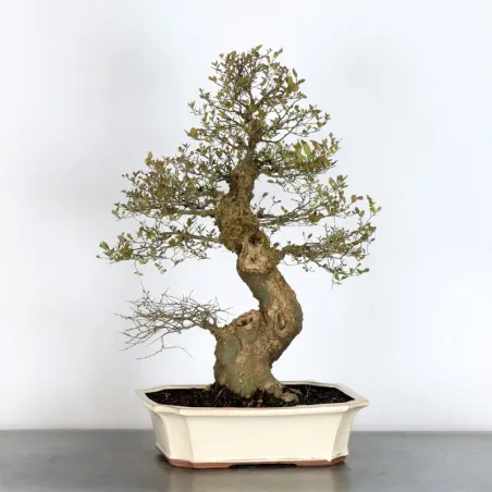 image supplémentaire - HACKBERRY "CELTIS...