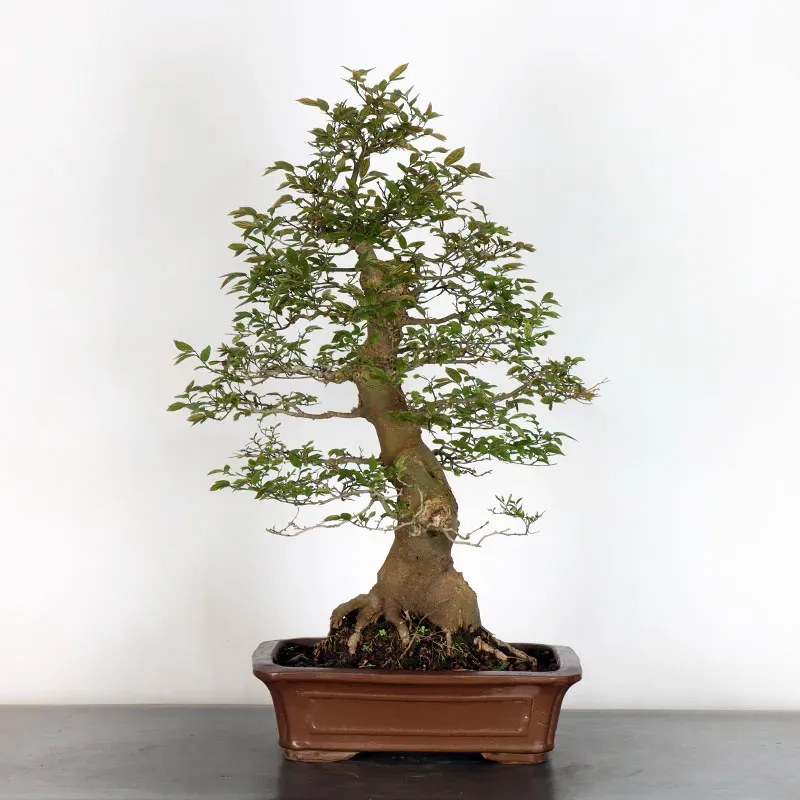 HACKBERRY "CELTIS AUSTRALIS" 1-15