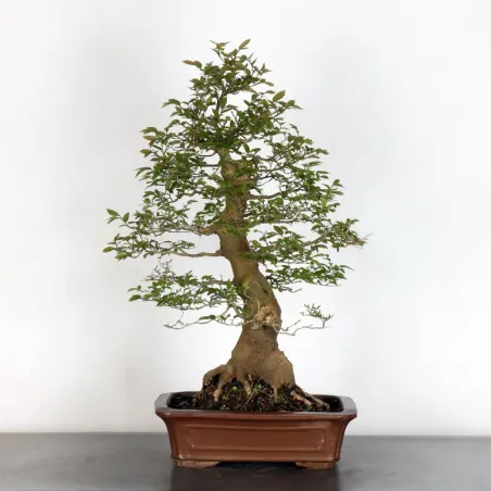 HACKBERRY "CELTIS AUSTRALIS" 1-15
