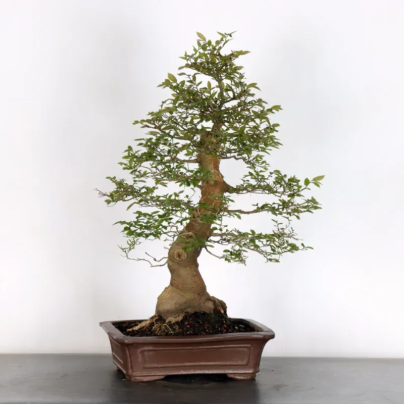 image supplémentaire - MICOCOULIER "CELTIS...