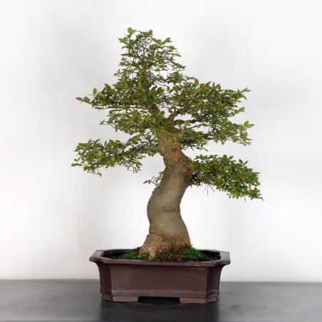 MICOCOULIER "CELTIS AUSTRALIS" 1-16