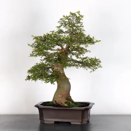 image supplémentaire - HACKBERRY "CELTIS...