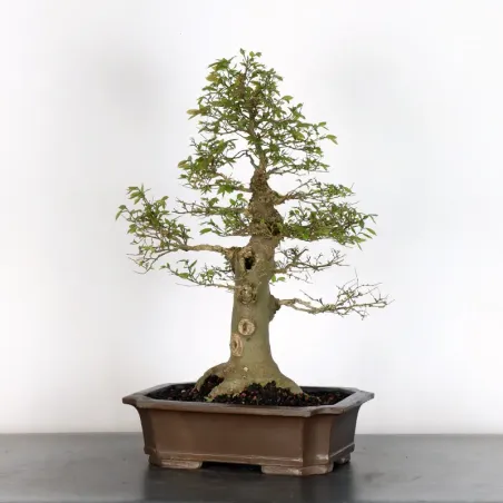 HACKBERRY "CELTIS AUSTRALIS" 1-17