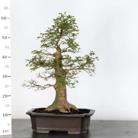 image supplémentaire - HACKBERRY "CELTIS...