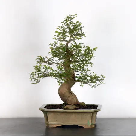 MICOCOULIER "CELTIS AUSTRALIS" 1-18