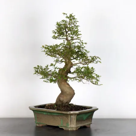 image supplémentaire - HACKBERRY "CELTIS...