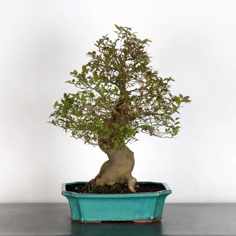 HACKBERRY "CELTIS AUSTRALIS" 1-19