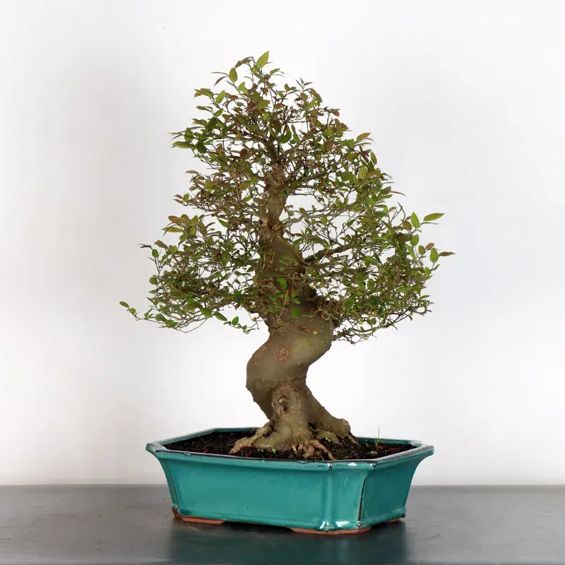 image supplémentaire - MICOCOULIER "CELTIS...