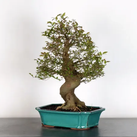 image supplémentaire - MICOCOULIER "CELTIS...