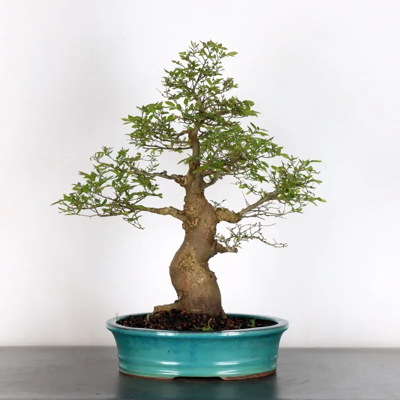 HACKBERRY "CELTIS AUSTRALIS" 1-20