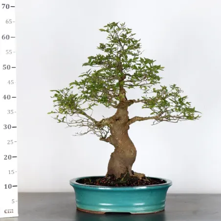 image supplémentaire - HACKBERRY "CELTIS...