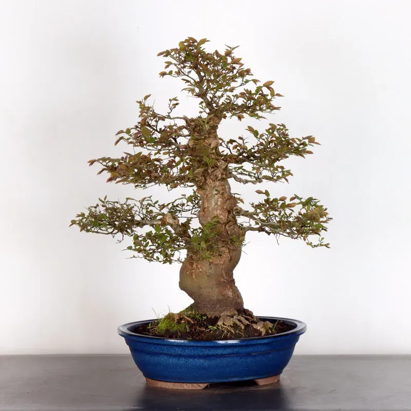 HACKBERRY "CELTIS AUSTRALIS" 2-1