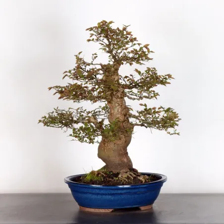 HACKBERRY "CELTIS AUSTRALIS" 2-1