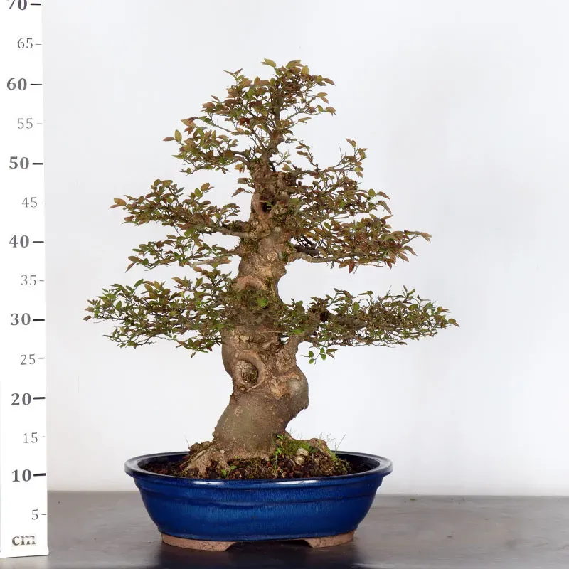 image supplémentaire - MICOCOULIER "CELTIS...