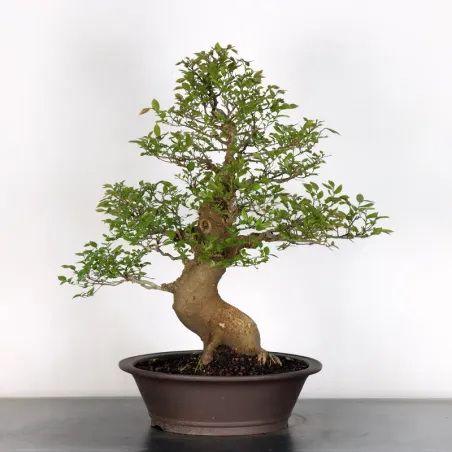 image supplémentaire - MICOCOULIER "CELTIS...