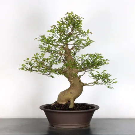 HACKBERRY "CELTIS AUSTRALIS" 2-2