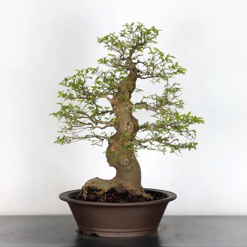 image supplémentaire - HACKBERRY "CELTIS...