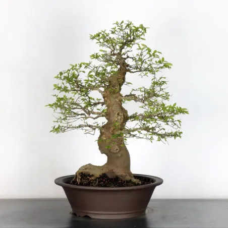 image supplémentaire - MICOCOULIER "CELTIS...