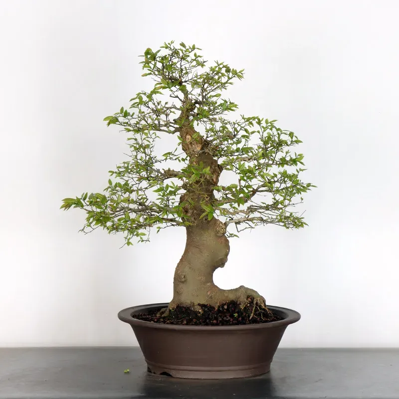 HACKBERRY "CELTIS AUSTRALIS" 2-3