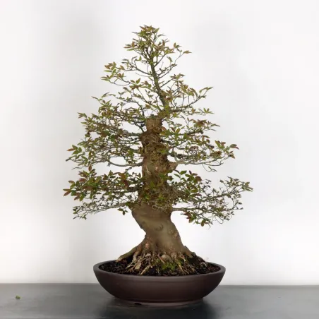 image supplémentaire - MICOCOULIER "CELTIS...